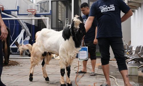 Berbagi di Hari Raya, Bapekis dan Karyawan BRI Salurkan Ratusan Hewan Kurban