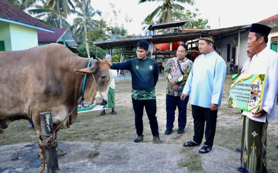 Sapi Kurban 1 Ton dari Presiden Prabowo untuk Warga PPU