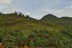 Sebagian lahan reklamasi PT Gag Nikel