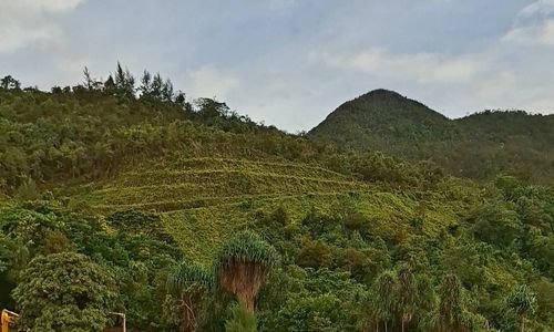 Sebagian lahan reklamasi PT Gag Nikel