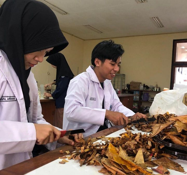 Pewarna Alami Daun Ketapang, Pertahankan Warna Kain dari Sinar Matahari