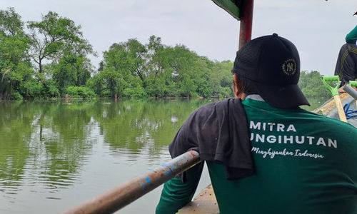 Upaya LindungiHutan Rehabilitasi Mangrove di Kota Pesisir_015824.jpg