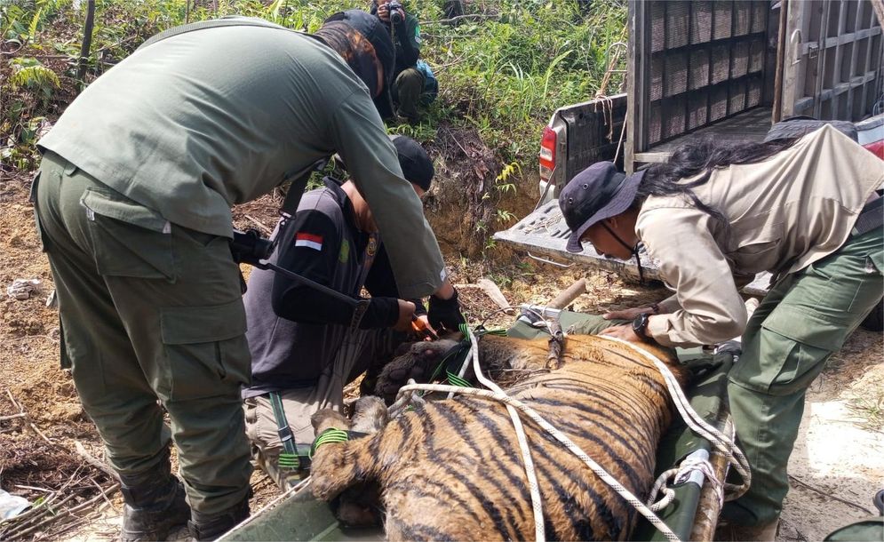 harimau terjerat.jpeg