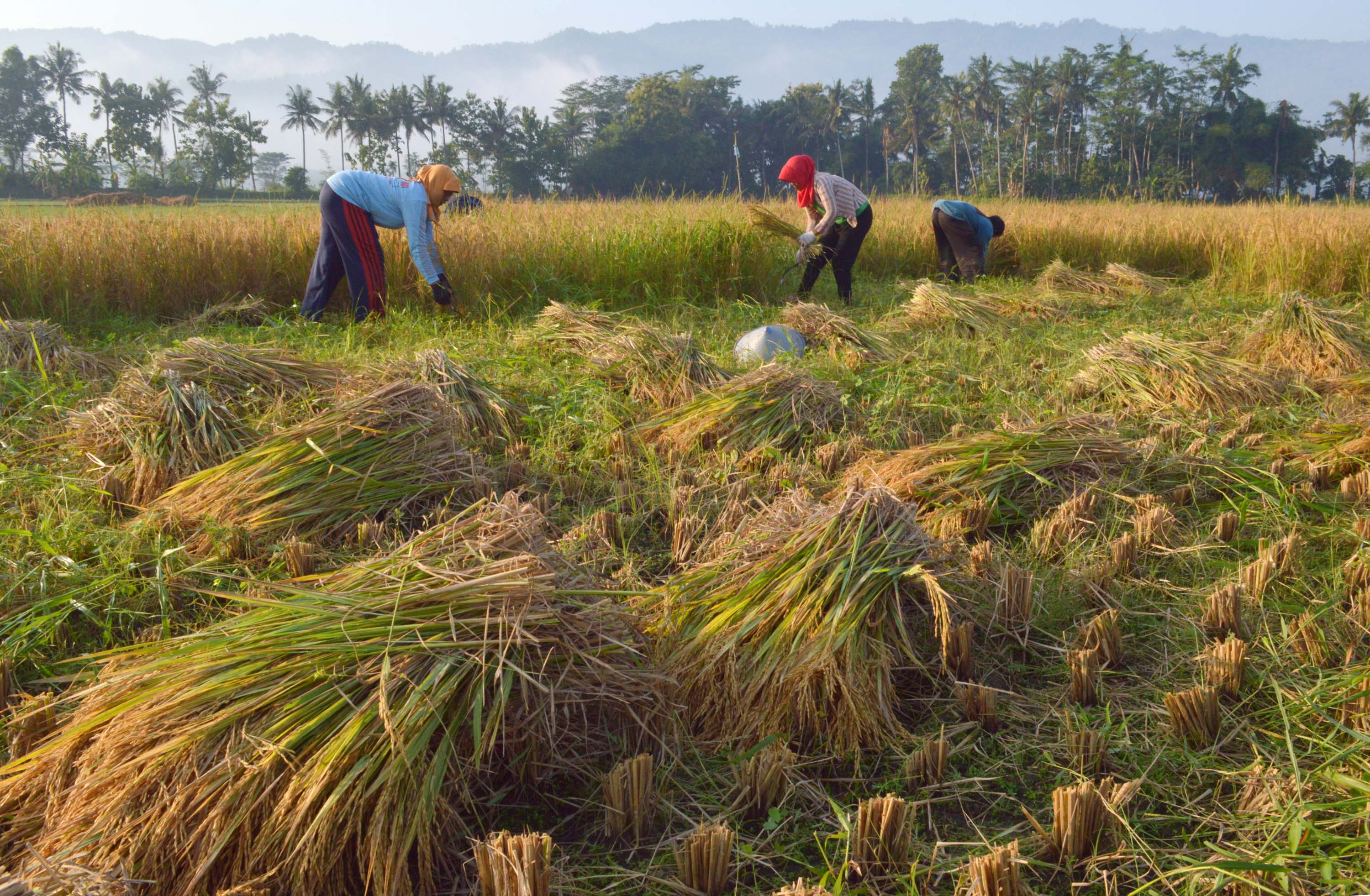 Kegiatan panen yang dilakukan petani. Bulog Jatim sudah melampaui target dalam penyerapan hasil panen beras.