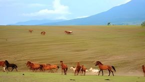 Padang Mausui, 'Sekeping Surga' yang Tersembunyi  di Manggarai Timur