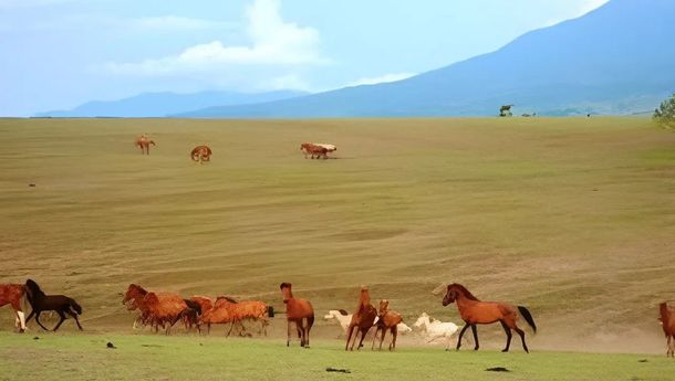 Padang Mausui, 'Sekeping Surga' yang Tersembunyi di Manggarai Timur