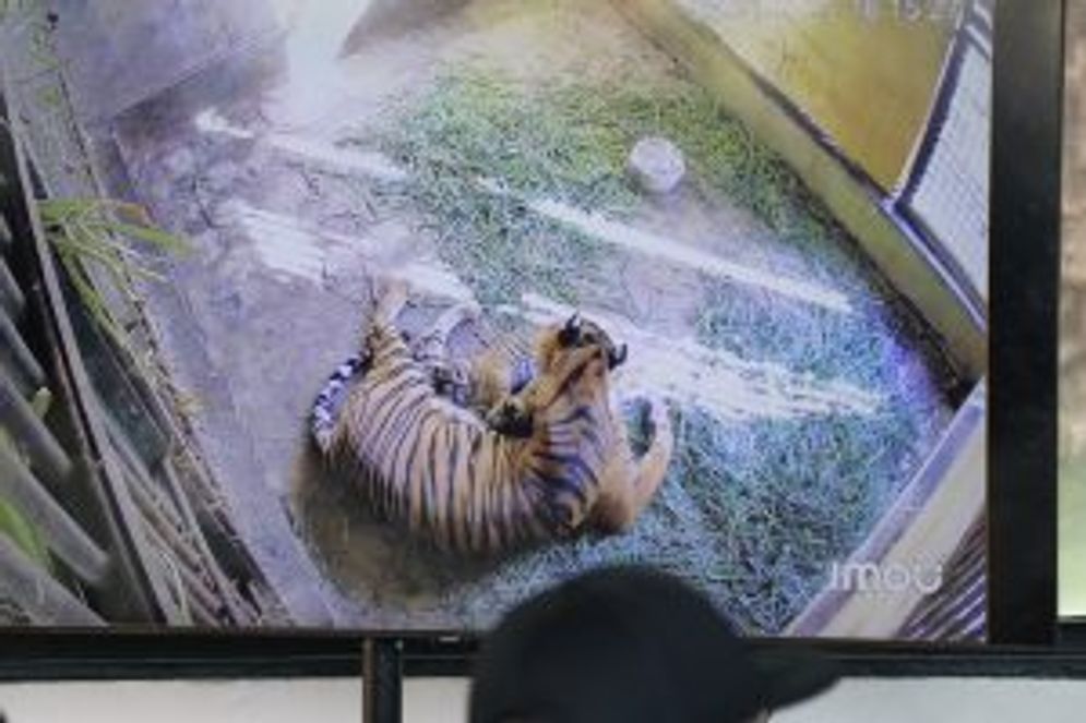 harimau TMSBK Bukittinggi.jpg