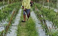 Jaga Ketahanan Pangan dan Gizi Nasional, BRI Salurkan Pembiayaan Kepada Koperasi Penyuplai Bahan Pangan MBG