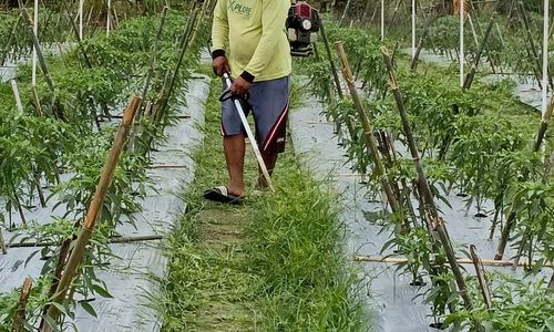 Jaga Ketahanan Pangan dan Gizi Nasional, BRI Salurkan Pembiayaan Kepada Koperasi Penyuplai Bahan Pangan MBG