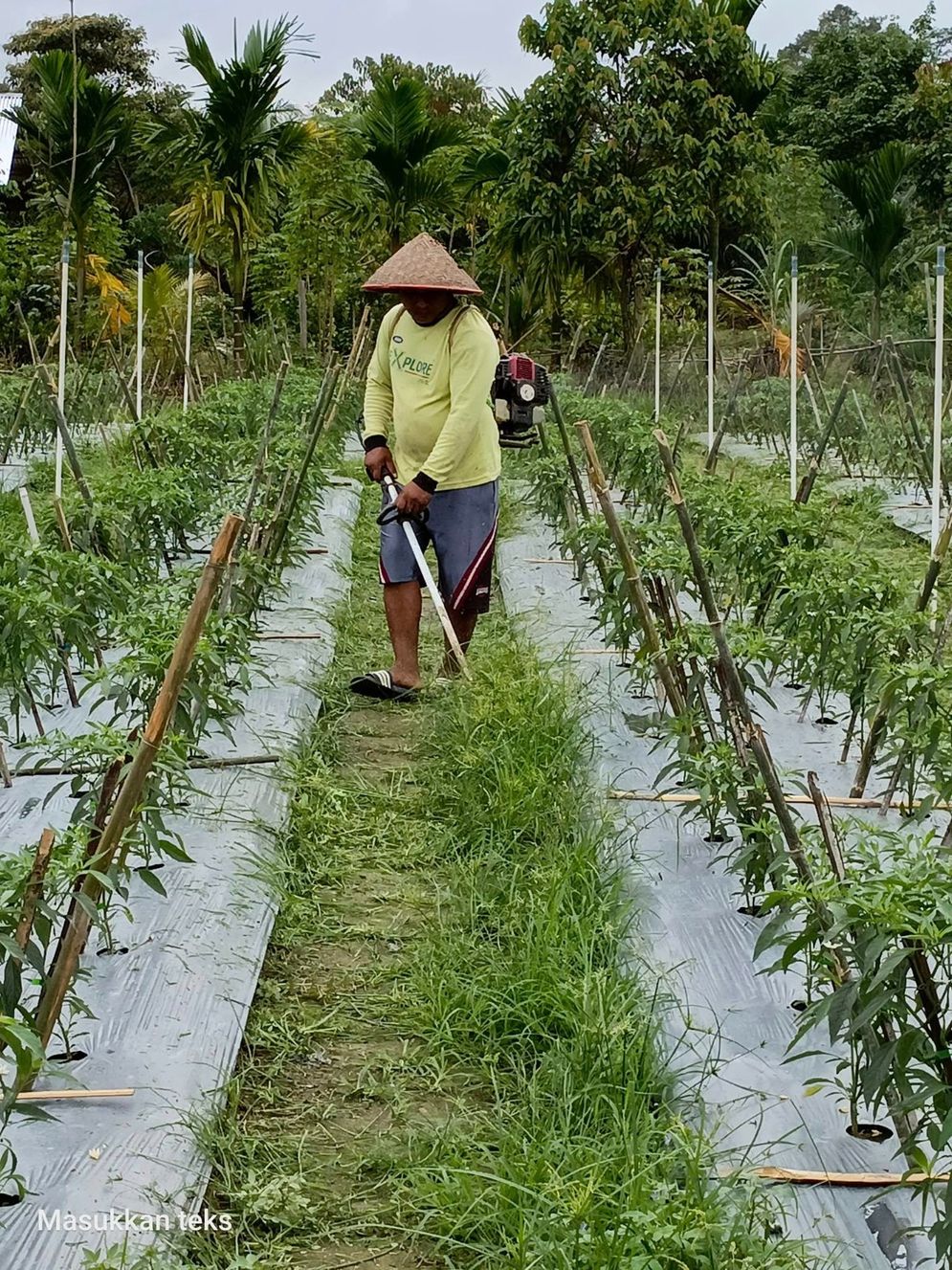 Jaga Ketahanan Pangan dan Gizi Nasional, BRI Salurkan Pembiayaan Kepada Koperasi Penyuplai Bahan Pangan MBG