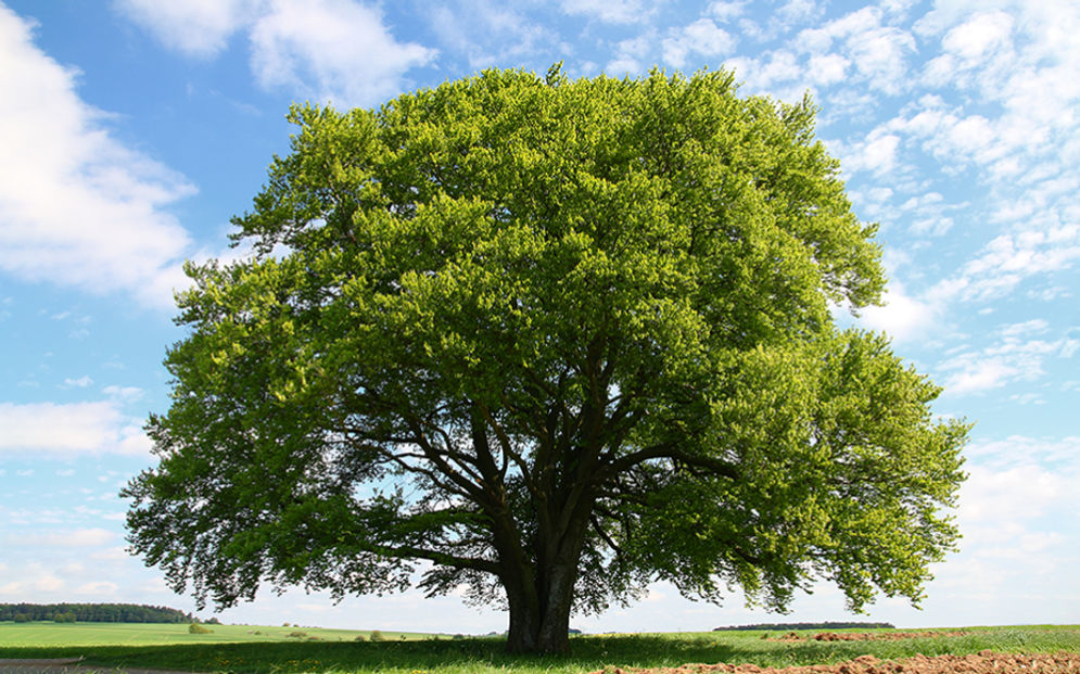 pohon.png
