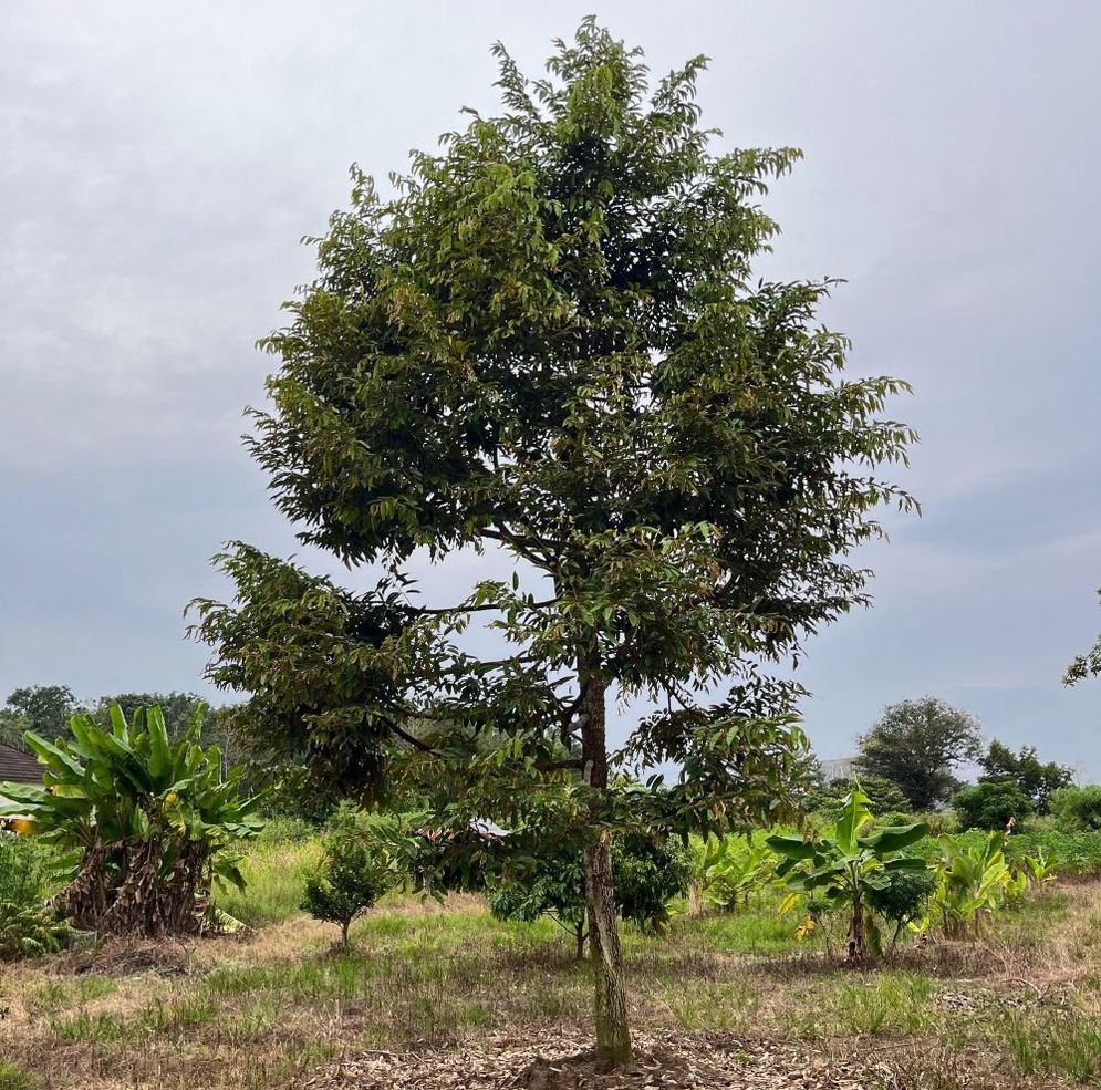 Salah satu pohon durian yang tumbuh subur di KDDP