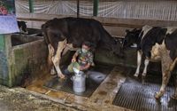 Raih Fasilitas Pembiayaan dan Transaksi dari BRI, Klaster Susu di Ponorogo Berhasil Tingkatkan Kapasitas Produksi
