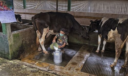 Raih Fasilitas Pembiayaan dan Transaksi dari BRI, Klaster Susu di Ponorogo Berhasil Tingkatkan Kapasitas Produksi