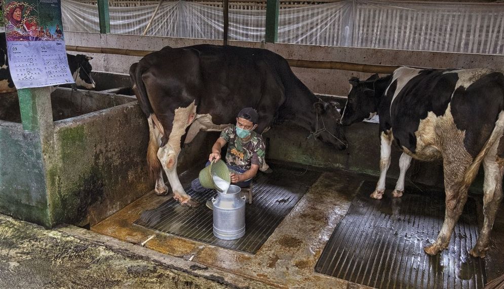 Raih Fasilitas Pembiayaan dan Transaksi dari BRI, Klaster Susu di Ponorogo Berhasil Tingkatkan Kapasitas Produksi