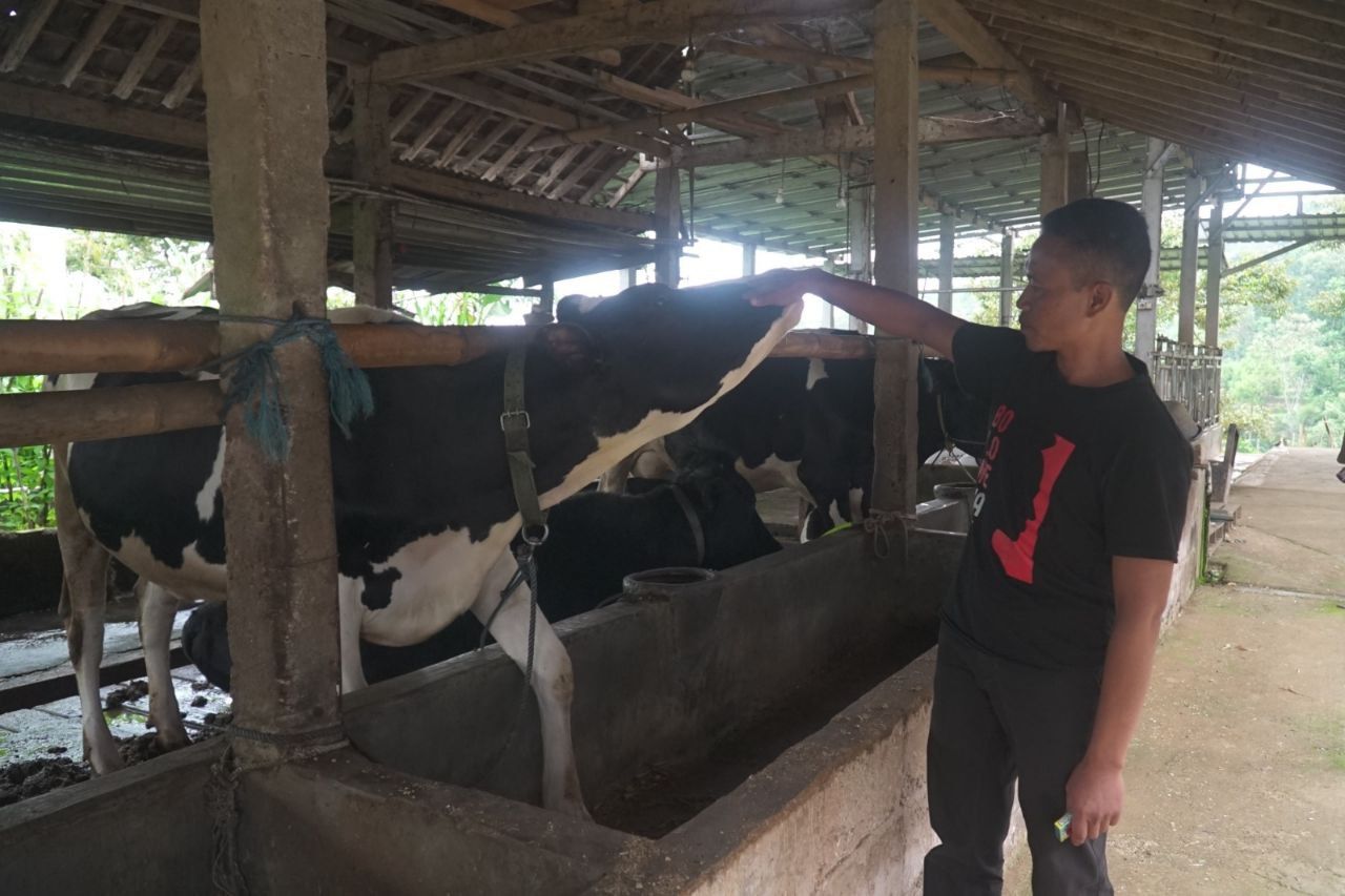 Akses Pembiayaan BRI, Klaster Susu Ponorogo Makin Produktif