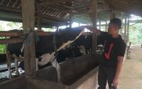 Akses Pembiayaan BRI, Klaster Susu Ponorogo Makin Produktif