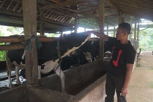Akses Pembiayaan BRI, Klaster Susu Ponorogo Makin Produktif