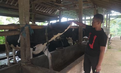 Akses Pembiayaan BRI, Klaster Susu Ponorogo Makin Produktif