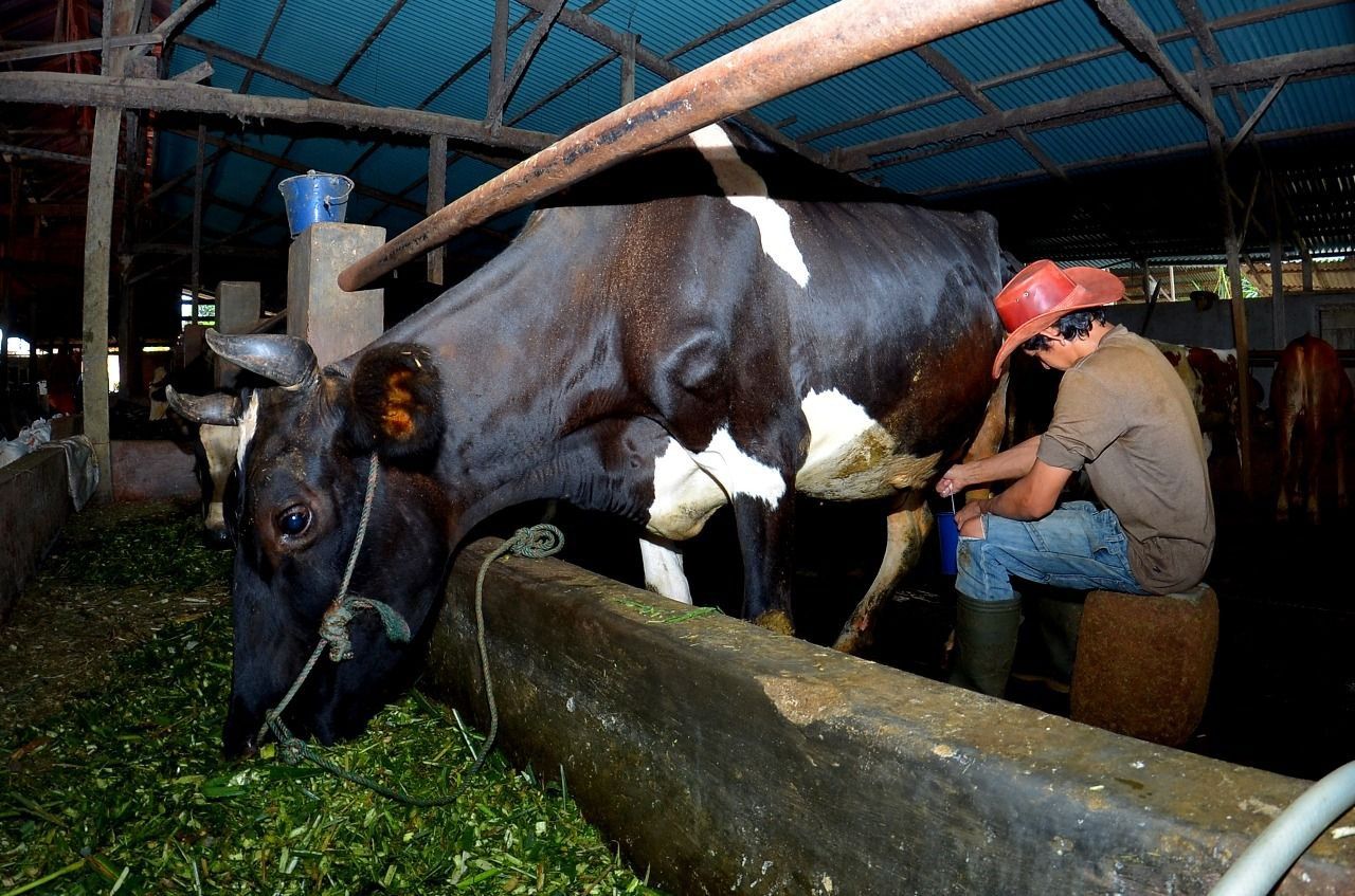 BRI Fasilitasi Pembiayaan Klaster Susu Ponorogo, Produktivitas Meningkat Tajam