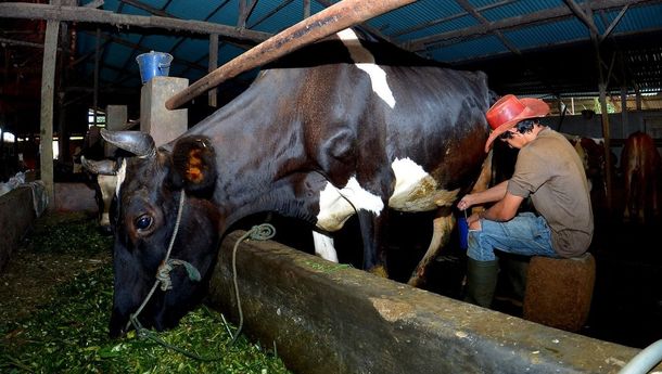 Fasilitas BRI Permudah Klaster Susu Ponorogo Tingkatkan Hasil Produksi