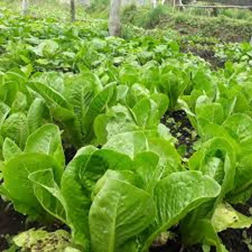 sayur batu.jpeg