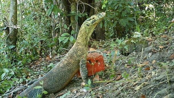SOROTAN: Pariwisata Manggarai Timur: Antara Kekayaan Alam-Budaya dan Masa Depan yang Tak Menentu