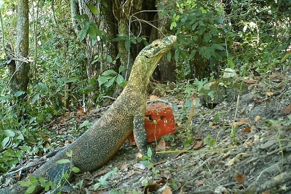 rugu.jpg