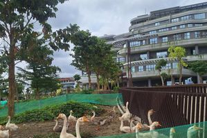 BEBEK IKN.jpg