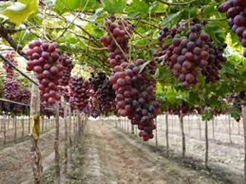 kebun anggur.jpg