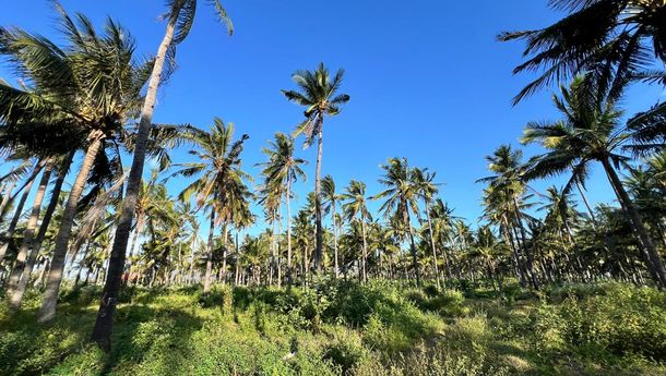 PTPN I Proyeksi Tanam 50 Ribu Hektare Tanaman Kelapa