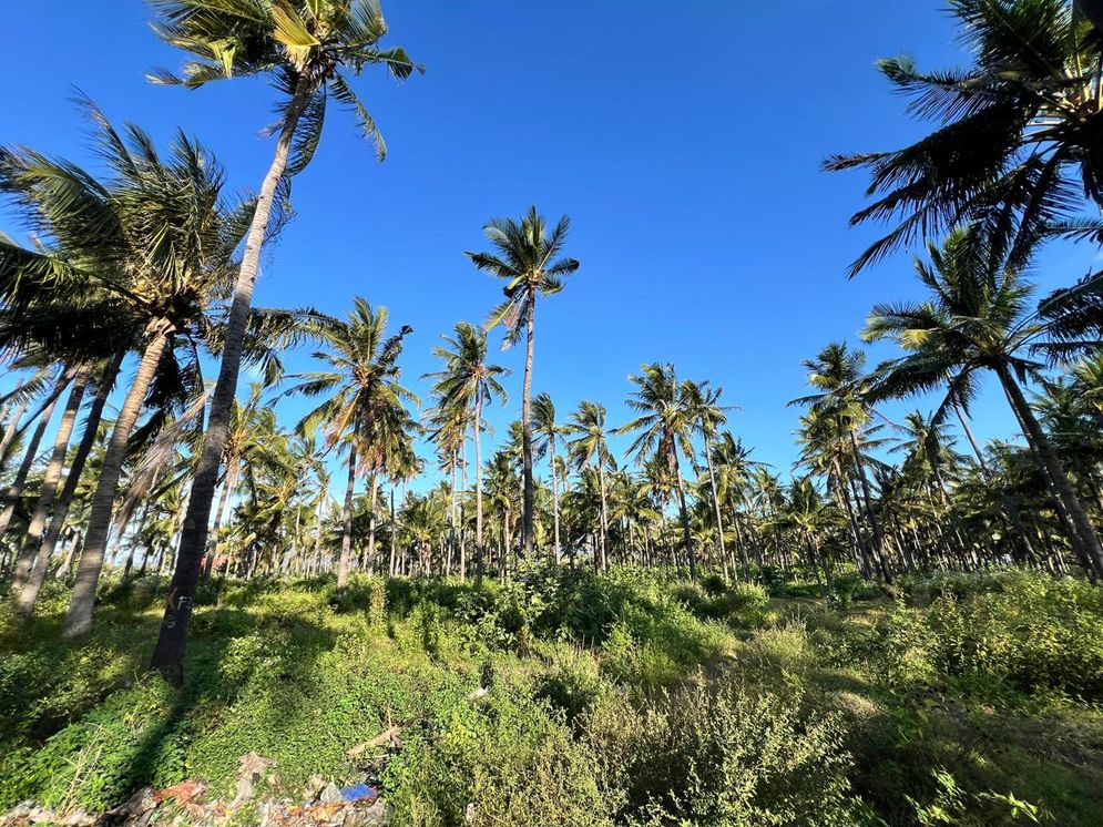 PTPN I Proyeksi Tanam 50 Ribu Hektare Tanaman Kelapa
