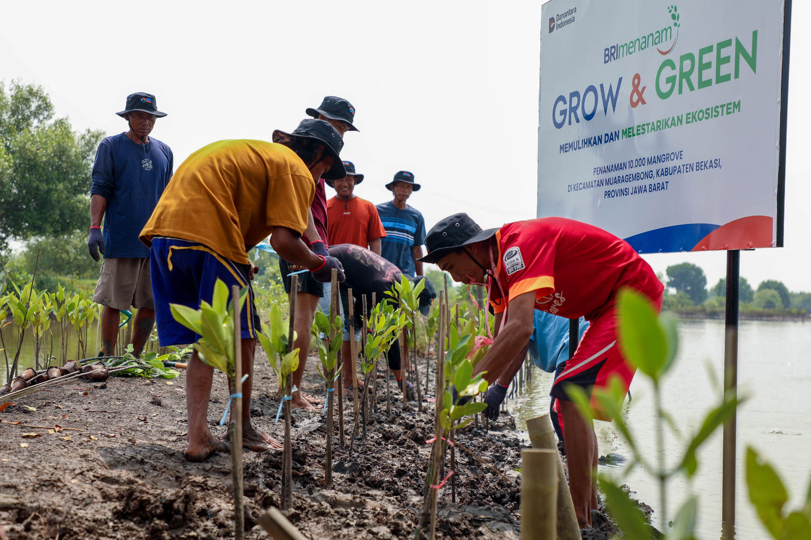 BRI Rayakan Hari Mangrove Sedunia dengan Aksi Nyata Jaga Ekosistem Pesisir

