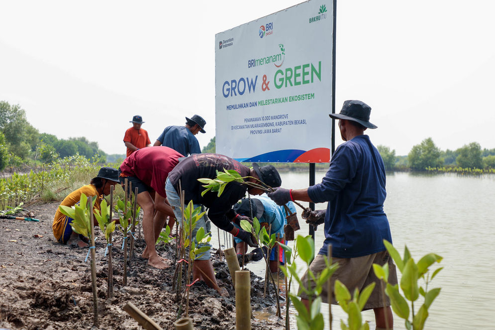Jaga Pesisir, Jaga Masa Depan: Aksi BRI di Hari Mangrove Sedunia