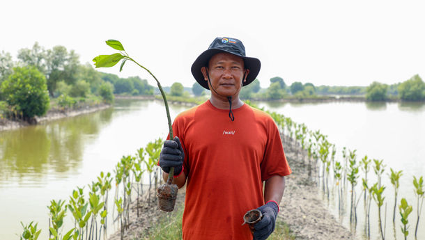 Tanam Mangrove di Hari Mangrove Sedunia, Upaya BRI Jaga Lingkungan