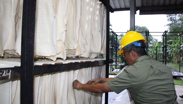 PTPN I Fokus Tingkatkan Kinerja Karet Alam, Pasar Global Kian Terbuka