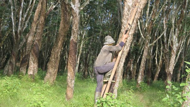 Menyelamatkan Karet Alam Indonesia: Sebuah Keharusan di Tengah Gempuran Karet Sintetis