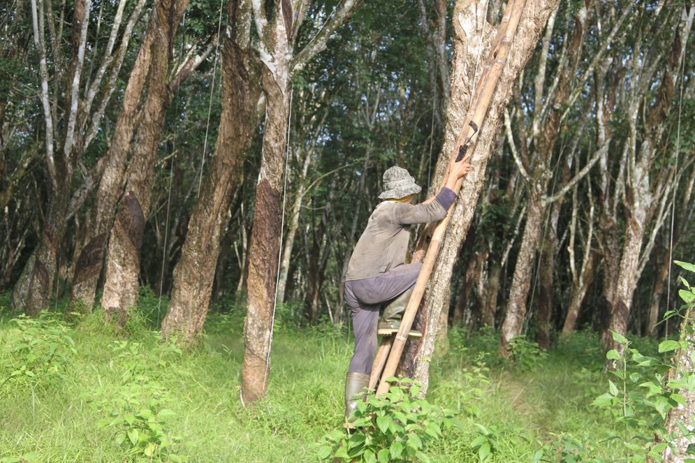 Seorang penyadap getah karet di area sadap berat.
