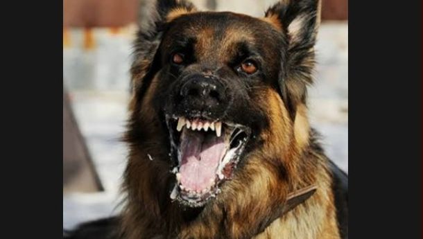 Insiden Gigitan Anjing Rabies di Nenbura, Sikka: Warga Diimbau Waspada dan Vaksinasi Hewan Peliharaan