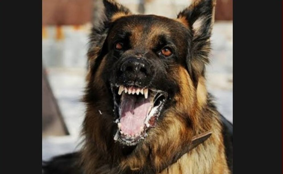 anjing.jpg