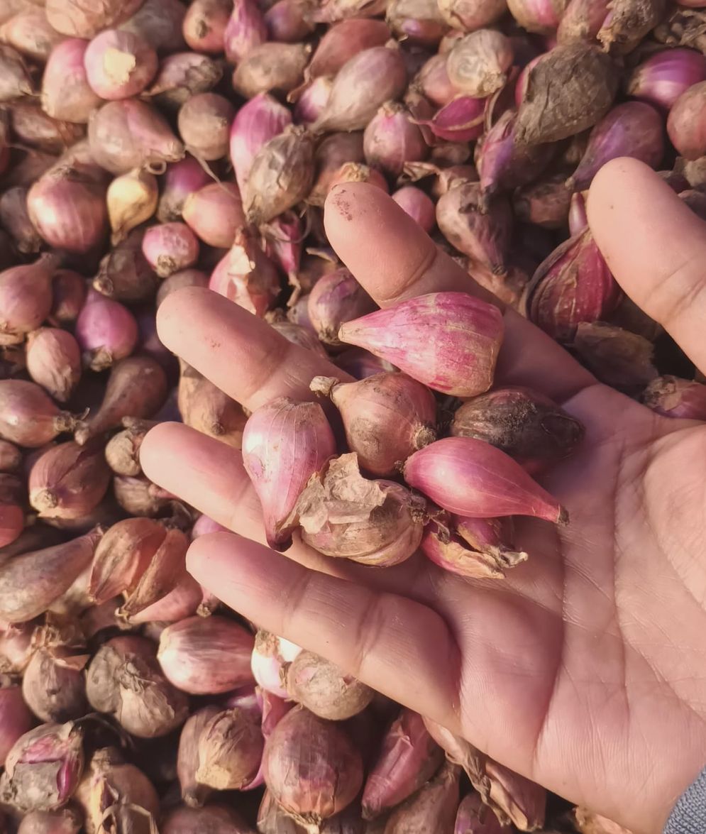 Bawang merah
