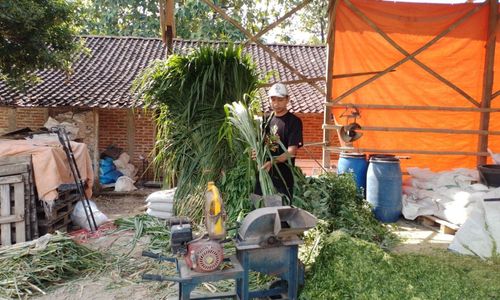 Pengusaha Pakan Ternak Ponorogo Ini Sukses Kembangkan Usaha Berkat KUR BRI