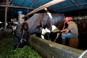 Dibantu KUR BRI, Usaha Pakan Ternak di Ponorogo Ini Makin Berkembang
