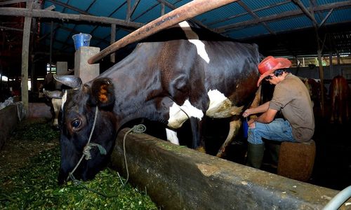 Dibantu KUR BRI, Usaha Pakan Ternak di Ponorogo Ini Makin Berkembang