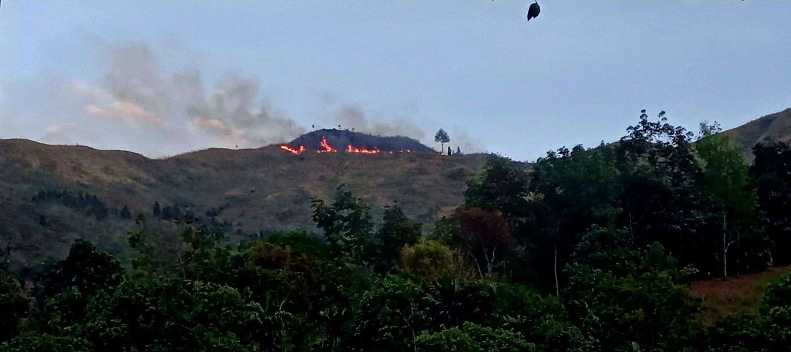 Kebakaran hutan dan lahan di Kabupaten Pasaman, Provinsi Sumatera Barat pada Jumat (1/8/2025)