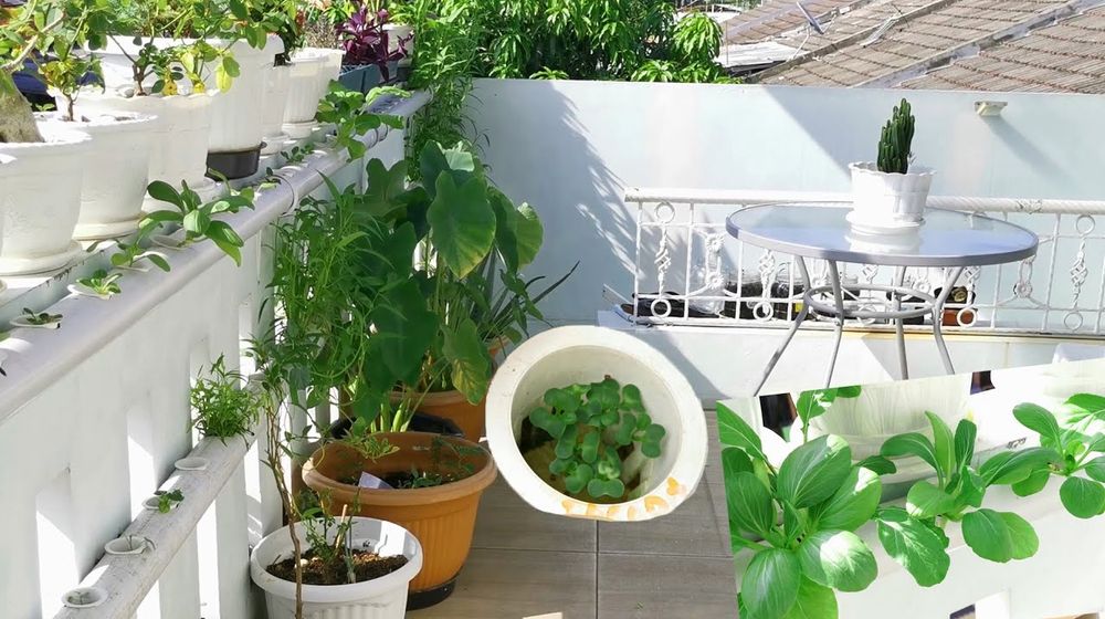 Ilustrasi urban farming.