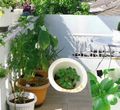 Ilustrasi urban farming.