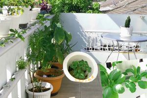 Ilustrasi urban farming.