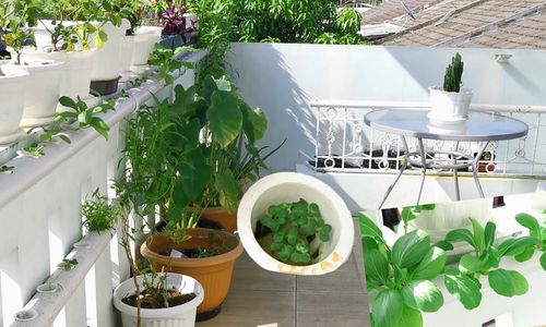 Ilustrasi urban farming.