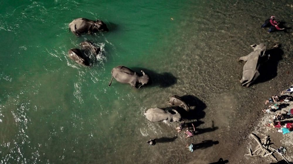 Ekowisata Tangkahan.